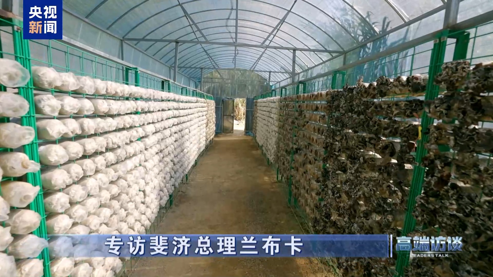 高端访谈丨专访斐济总理兰布卡 畜牧渔业饲料合作——中斐共赢新蓝海